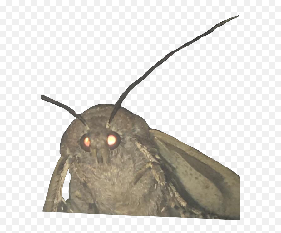 Red Eye Glow Png Meme Image - Moth Lamp Meme Transparent,Memes Transparent Background