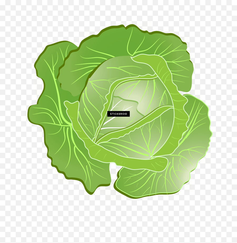 Cabbage Clipart Png Download - Collard Greens Collard Greens,Cabbage Transparent Background