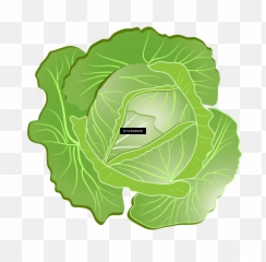 Cabbage Clipart Png Download - Collard Greens
