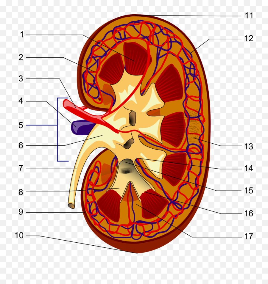 Hilum Of Kidney - Capsule In Kidney Png,Kidney Png