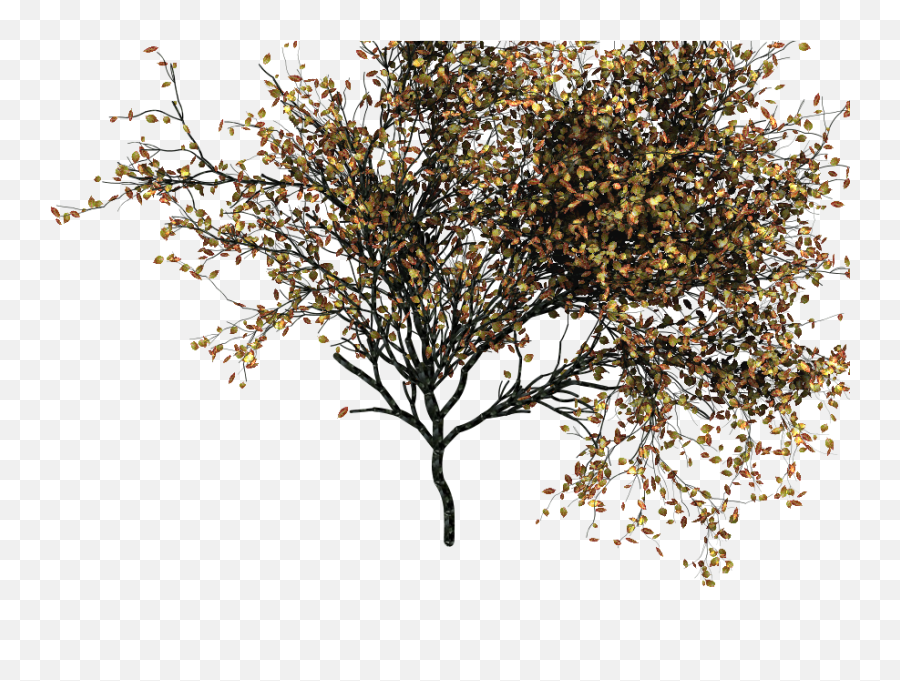 Deciduous Trees Png - Transparent Png Trees Autumn,Png Trees For Photoshop