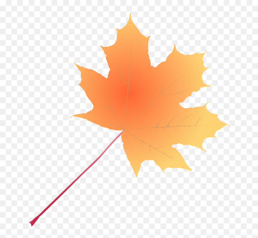Plant Leaf Tree Png Clipart - Maple,Maple Png