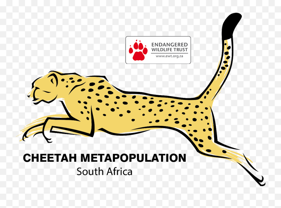 Cheetah Clipart African - Ewt Cheetah Metapopulation Project Png,Cheetah Transparent