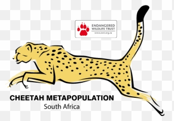 Cheetah Clipart African - Ewt Cheetah Metapopulation Project Png,Cheetah Transparent