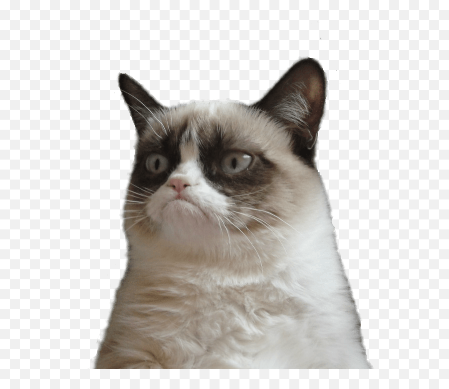 Grumpy Cat Clipart Transparent - Grumpy Cat Transparent Background Png,Cat Clipart Transparent