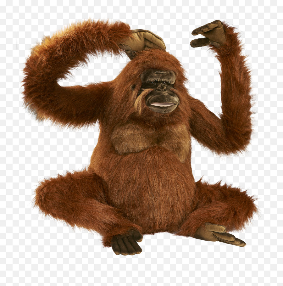 Orangutan Png Transparent Animals