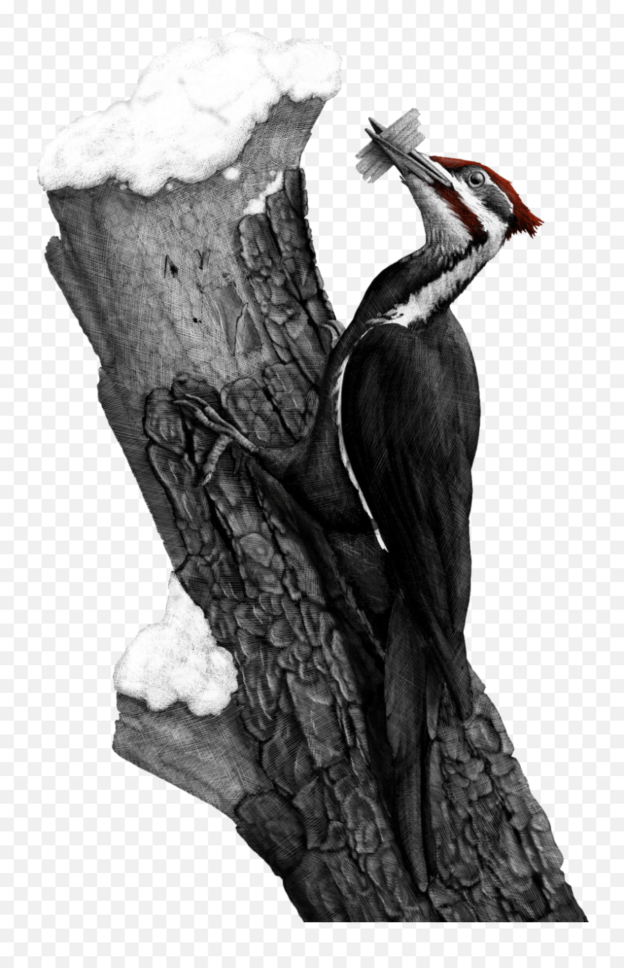 Download Pileated Woodpecker Png Image - Turkey,Woodpecker Png