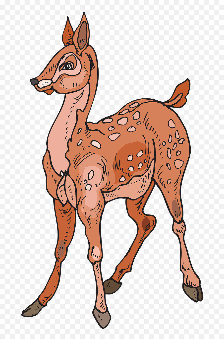 Fawn Forest Deer Doe Wildlife Png