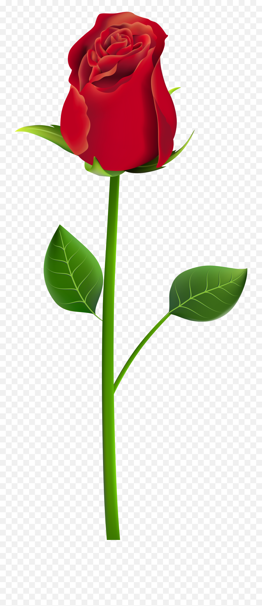 Download Rose Png Clip Art Transparent - Rose Flowers Png Picsart,Rose Transparent Png