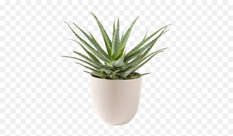 Aloë Vera Vetplant Inclusief Pot - Aloe Vera Png,Aloe Vera Plant Png