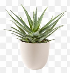 Aloë Vera Vetplant Inclusief Pot - Aloe png