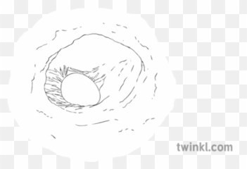 Atlantic Puffin Nest Egg Bird Science Ks2 Bw Rgb - Dot png