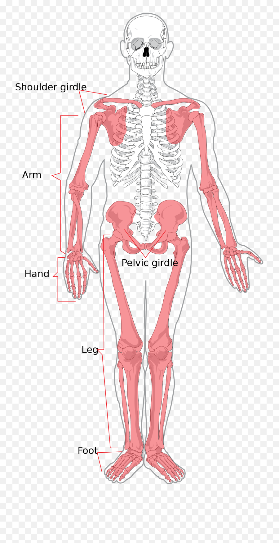 Appendicular Skeleton - Wikipedia Bones That Make Blood Cells Png,Skeleton Face Png