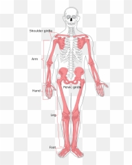 Appendicular Skeleton - Wikipedia Bones That Make Blood Cells png