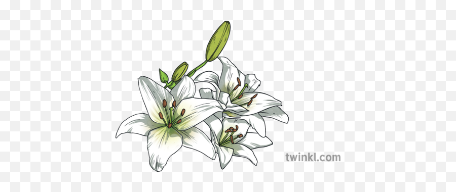 White Lily Lilies Flower Plant Easter Usa Topics Ks2 - Stargazer Lily Png,Easter Lily Png