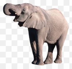 Elephant Png For Free - High quality Image Free Here Transparent Background