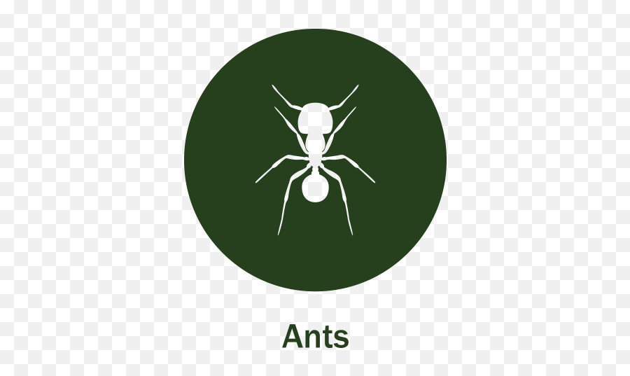 Best Pest Control In San Tan Valley Peepu0027s - Fire Ant Png,Antd Icon