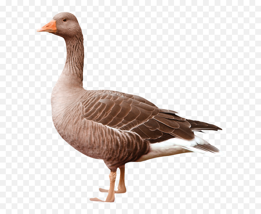 Goose Png Transparent