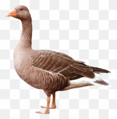 Goose Png Transparent