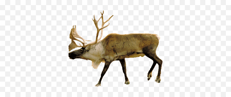 Build A Biome - Deer Taiga Biome Animals Png,Caribou Png