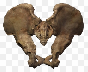 Dog Bone Clipart Free Png Images - Transparent Skyrim Pelagius Hip