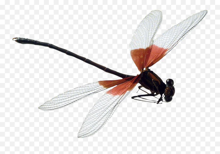 Dragonfly - Dragon Fly Png,Dragonfly Png