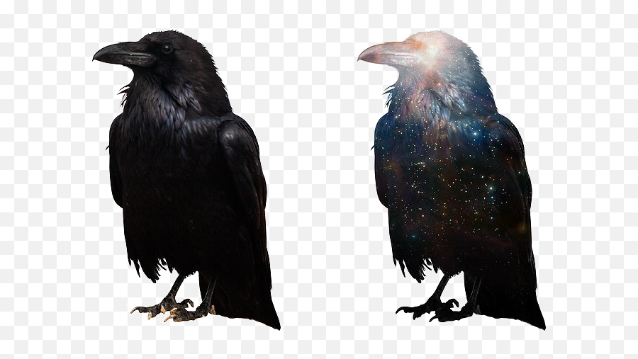 Crow Free Png Image - Ravens Crows Png Transparent,Crow Transparent