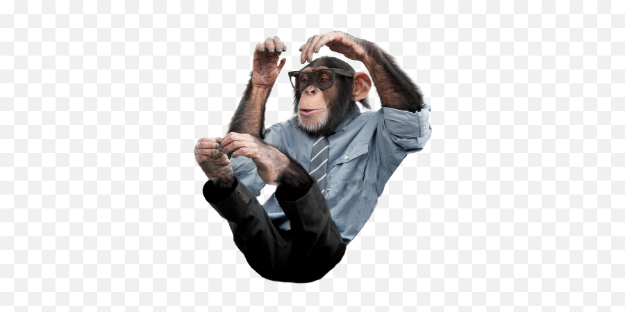Download Chimp - Macaque Png,Chimp Png