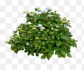 Bushes Png Images Free Download Bush - Transparent Background Garden Plants Png