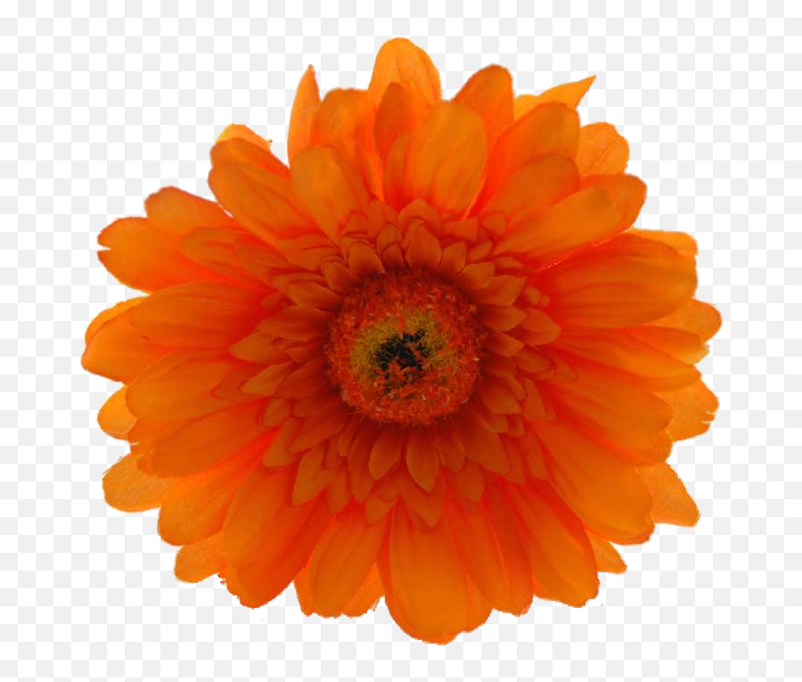 Download Now Only 19 - Orange Hibiscus Flower Png Png Image Orange Hibiscus Flower Png,Hibiscus Flower Png