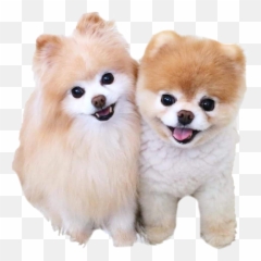 Boo Png Transparent - Boo Dog,Boo Png