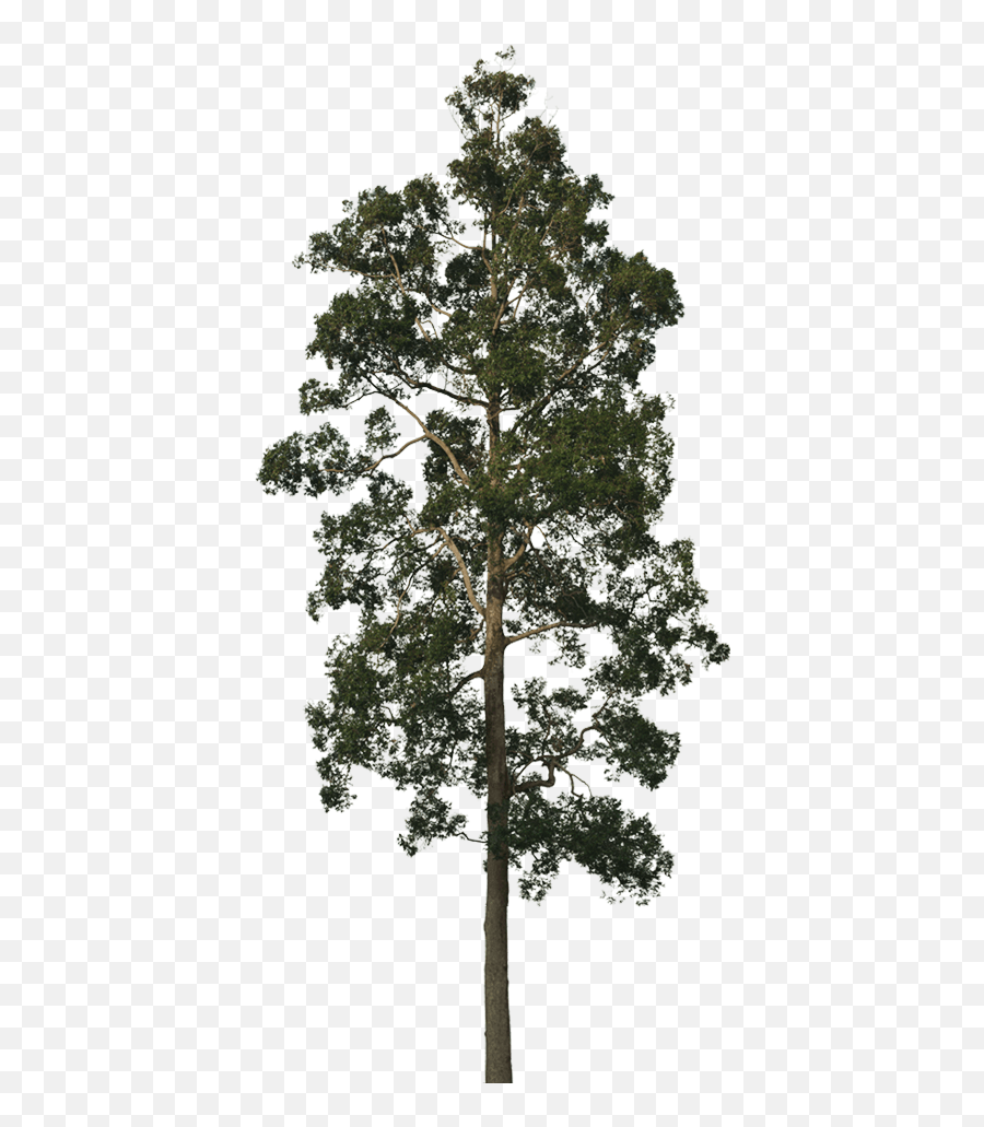 New Forests - Sequoia Png,Forest Tree Png