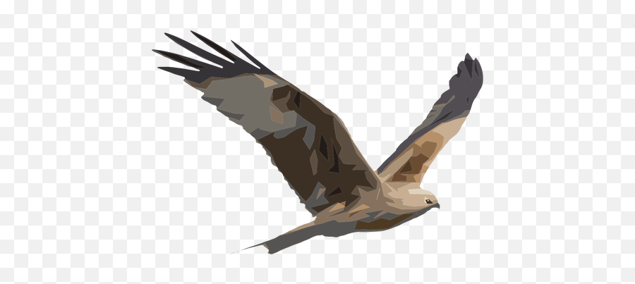 Hawk Illustration - Halcon En Png,Hawk Png