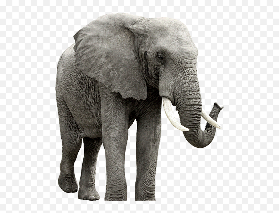 Elephant Png - Elephant Transparent Background,Elephant Transparent Background