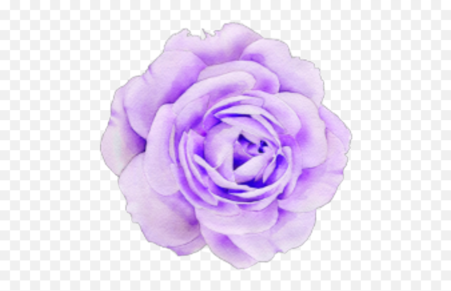 Pastel Purple Flower Sticker By - Aesthetic Purple Flower Png,Purple Flower Transparent