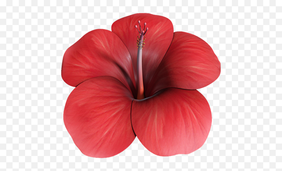 Flower Hibiscus 3d - Shoeblackplant Png,Hawaiian Flower Icon