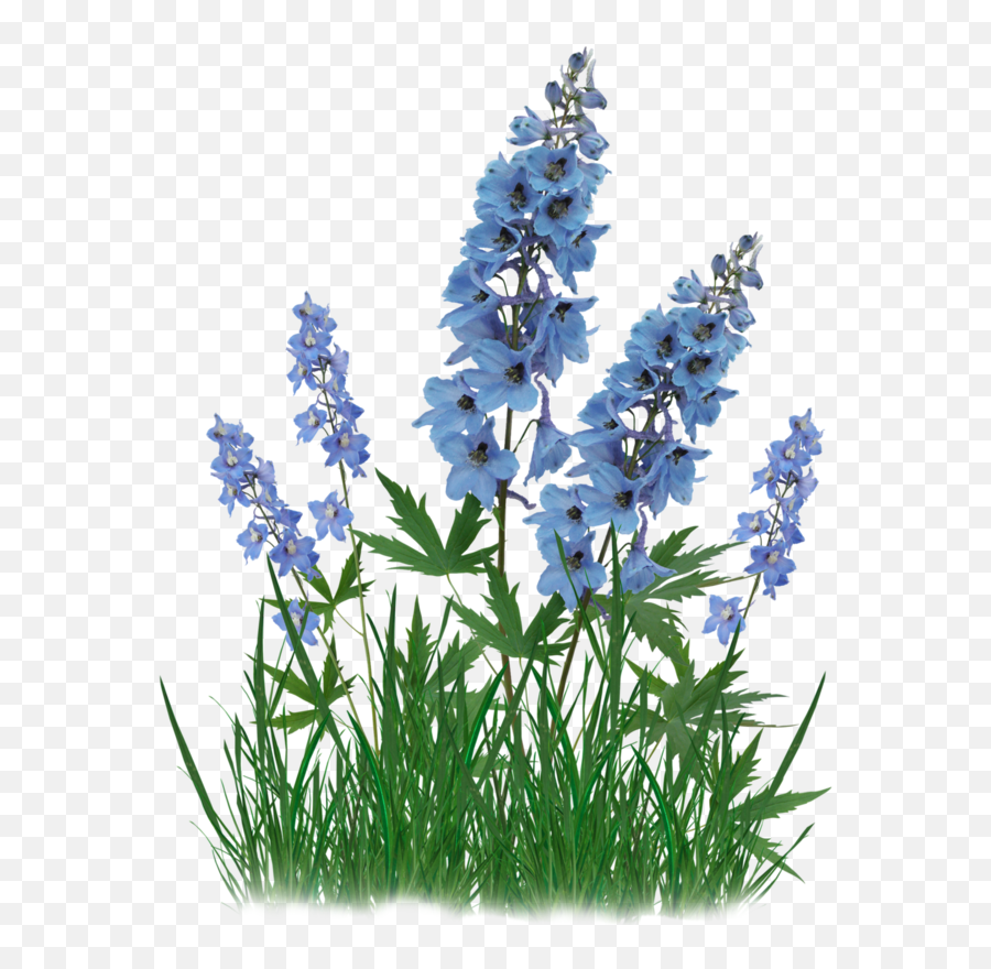 Bluebonnet Clip Art Portable Network - Free Clip Art Delphinium Png,Blue Bonnet Icon