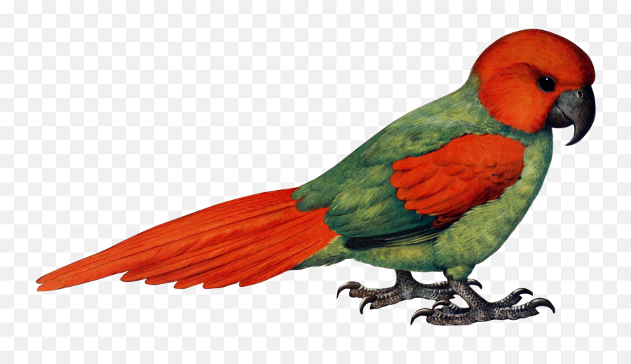 Parrot Free Stock Photo - Public Domain Pictures Papuga Png,Flying Goffin Cockatoo Cartoon Clipart Icon