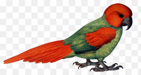 Parrot Free Stock Photo - Public Domain Pictures Papuga Png
