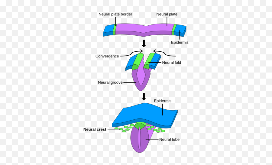 Development Of Nervous System Neuro Chapter 2 Flashcards Png Foto Wam Dance Icon Indonesia