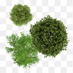 Download Tree Drawing Top View Png - Full Size PNG Image Photoshop Ash
