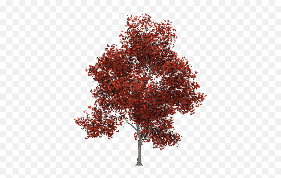 Red Tree Png Image - Swamp Maple,Red Tree Png