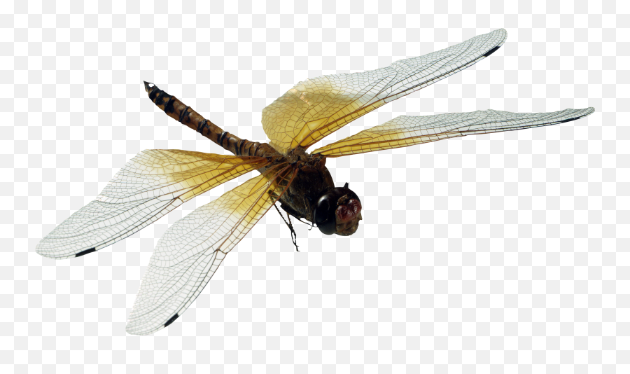 Dragonfly Png - Dragonfly,Dragonfly Png
