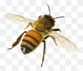 Bee Png - Honey White Background