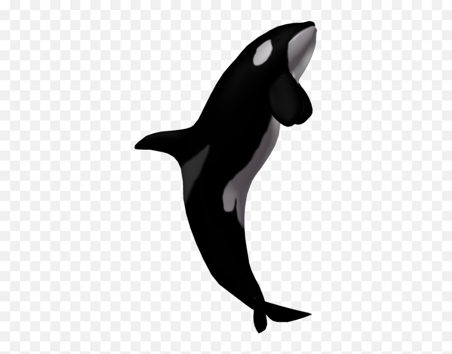 Png V - Killer Whale Transparent,Orca Png