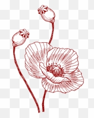 Download Poppy Banner Single - Poppy Illustration Png,Poppy Png
