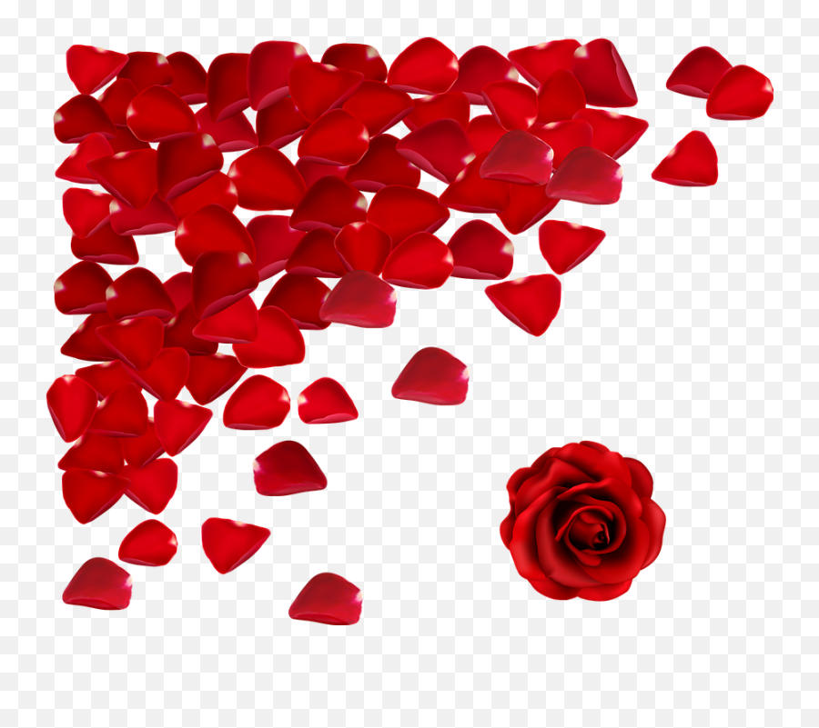 Roses Petals Falling Png Transparent - Transparent Background Red Rose Petals,Red Flowers Png