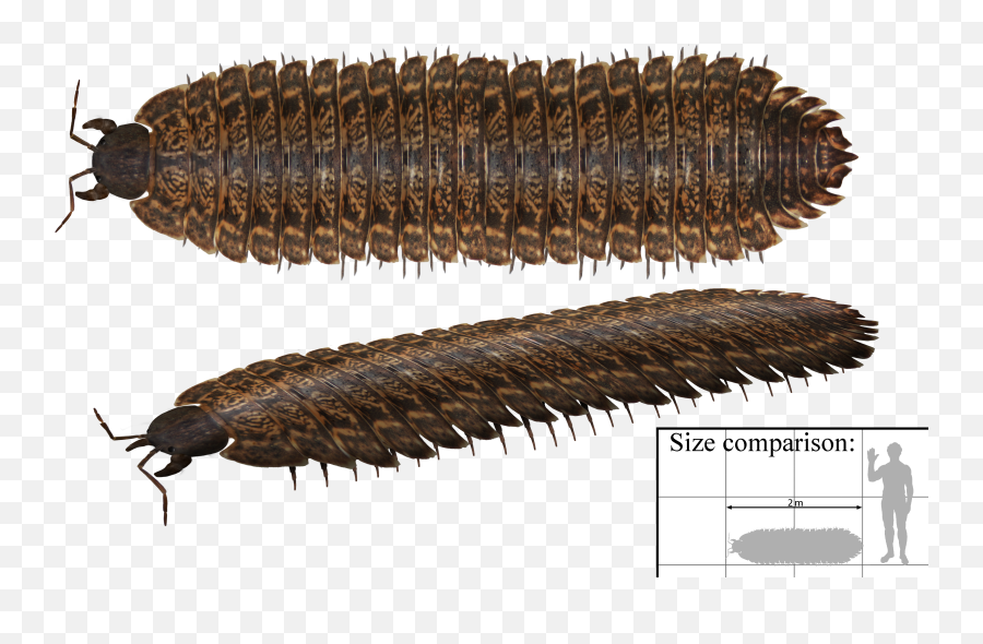 Arthropleura Png Centipede