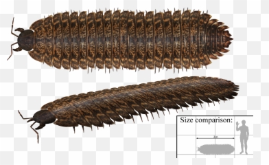 Arthropleura Png Centipede