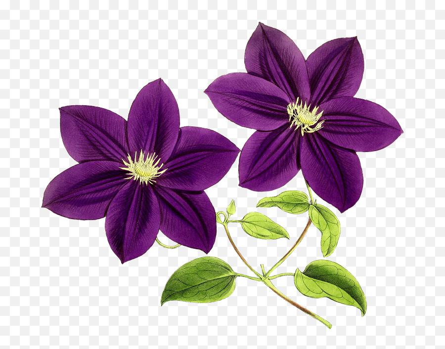 Fiori Viola Png 5 Image - Purple Flowers Clipart,Viola Png